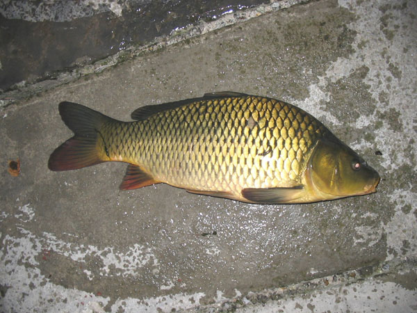 Un pesce in agonia