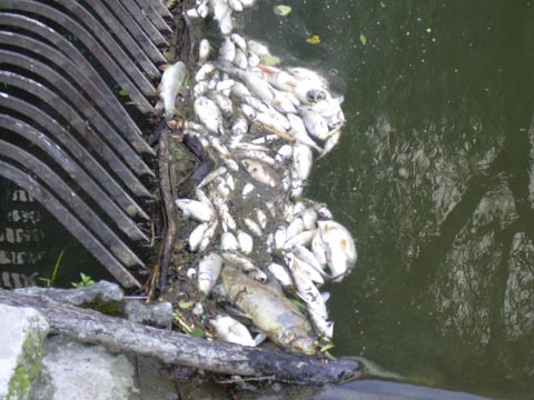 I pesci morti (2)