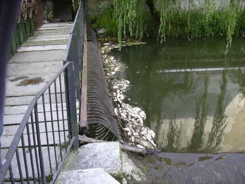 I pesci morti (1)