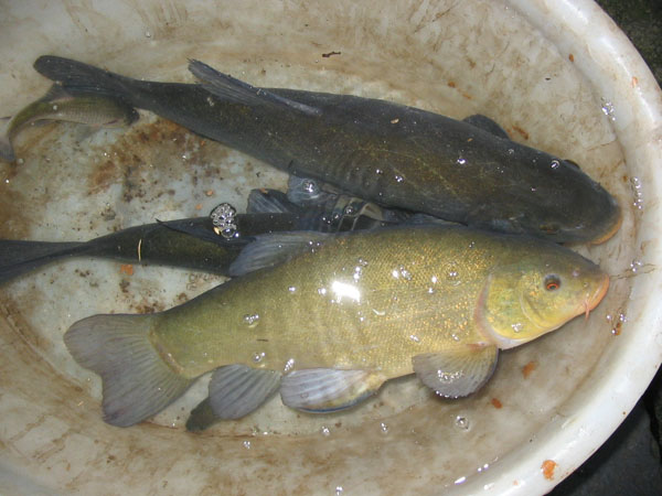 I pesciraccolti nella bacinella (2)