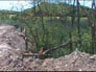 Alberi sepolti dalla 'Parco s.r.l.' (giu-'00)