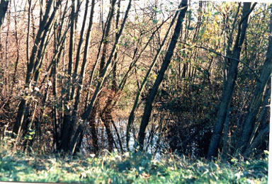 Il 'Zoc' pi� da vicino ('96)