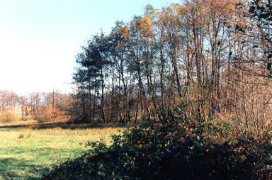 Il lato ovest ('96)